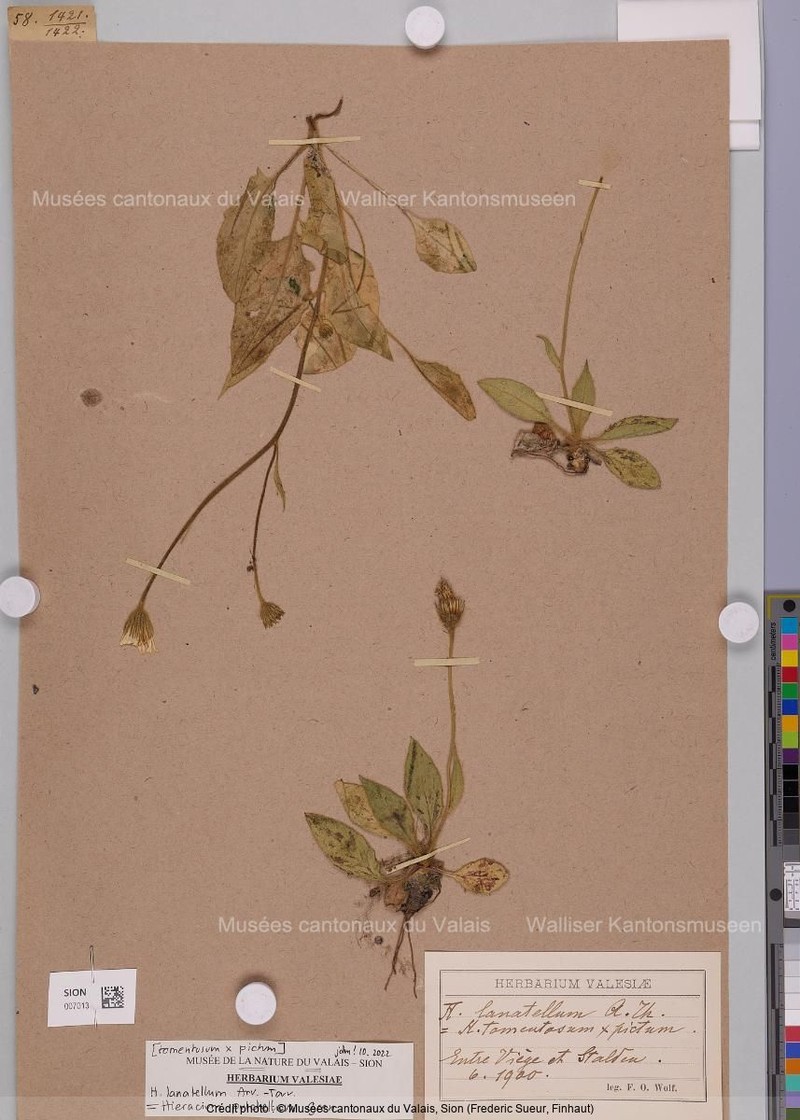 Hieracium pulchellum subsp. pulchellum