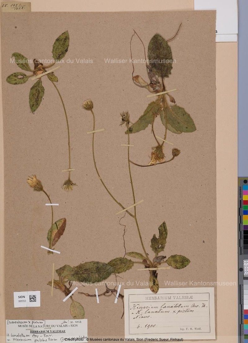 Hieracium pulchellum subsp. pulchellum photo 2