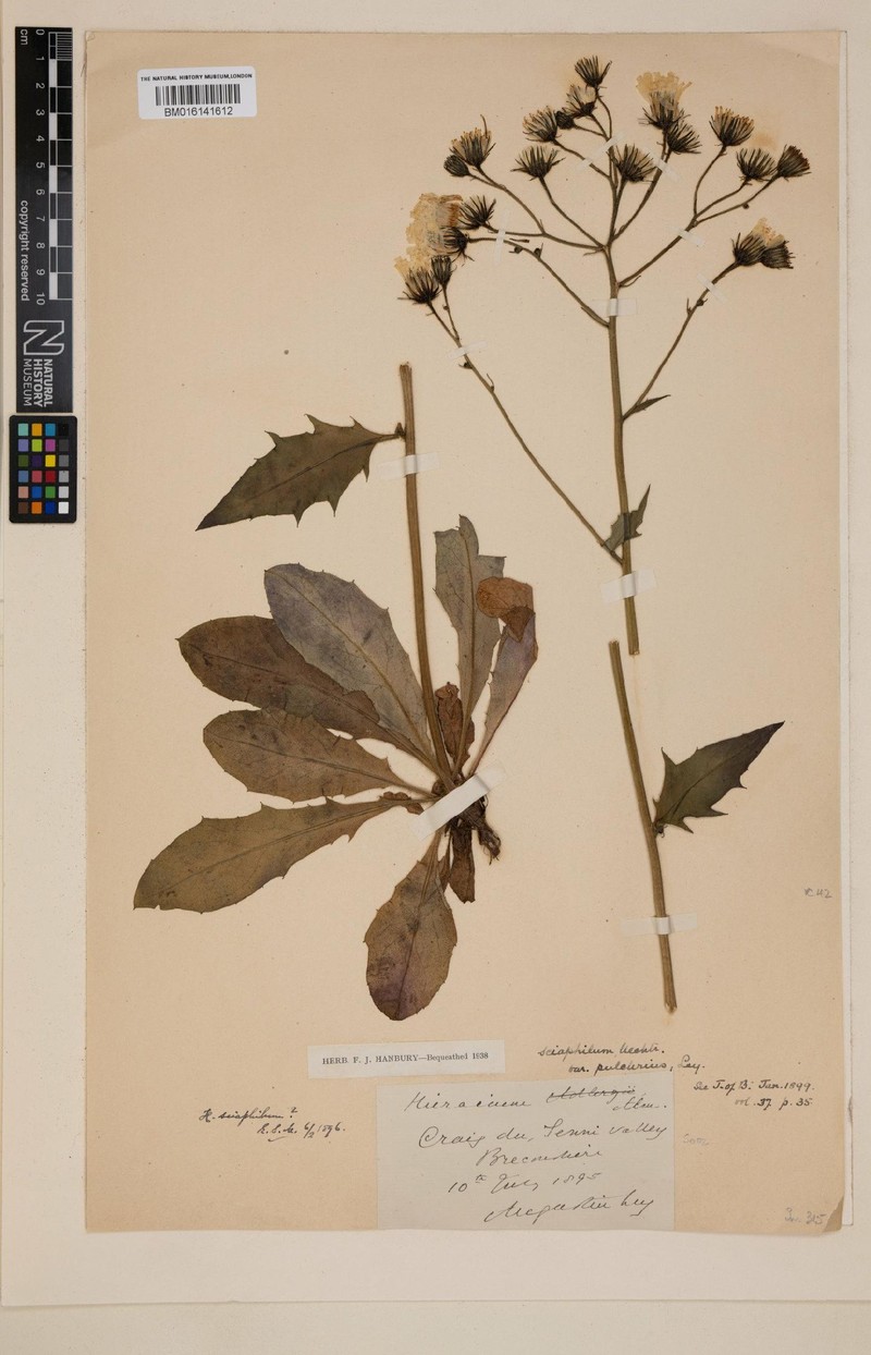 Hieracium pulchrius photo 2