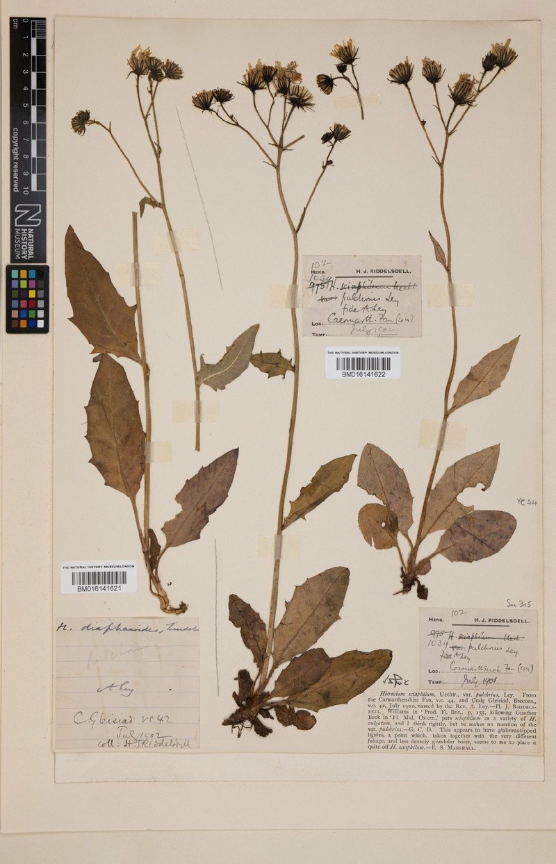 Hieracium pulchrius photo 4