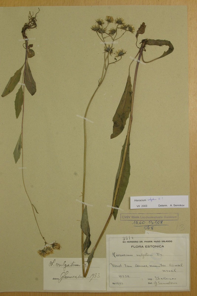 Hieracium pumicatifolium
