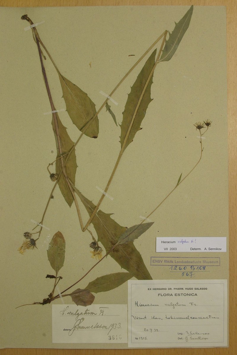 Hieracium pumicatifolium photo 2
