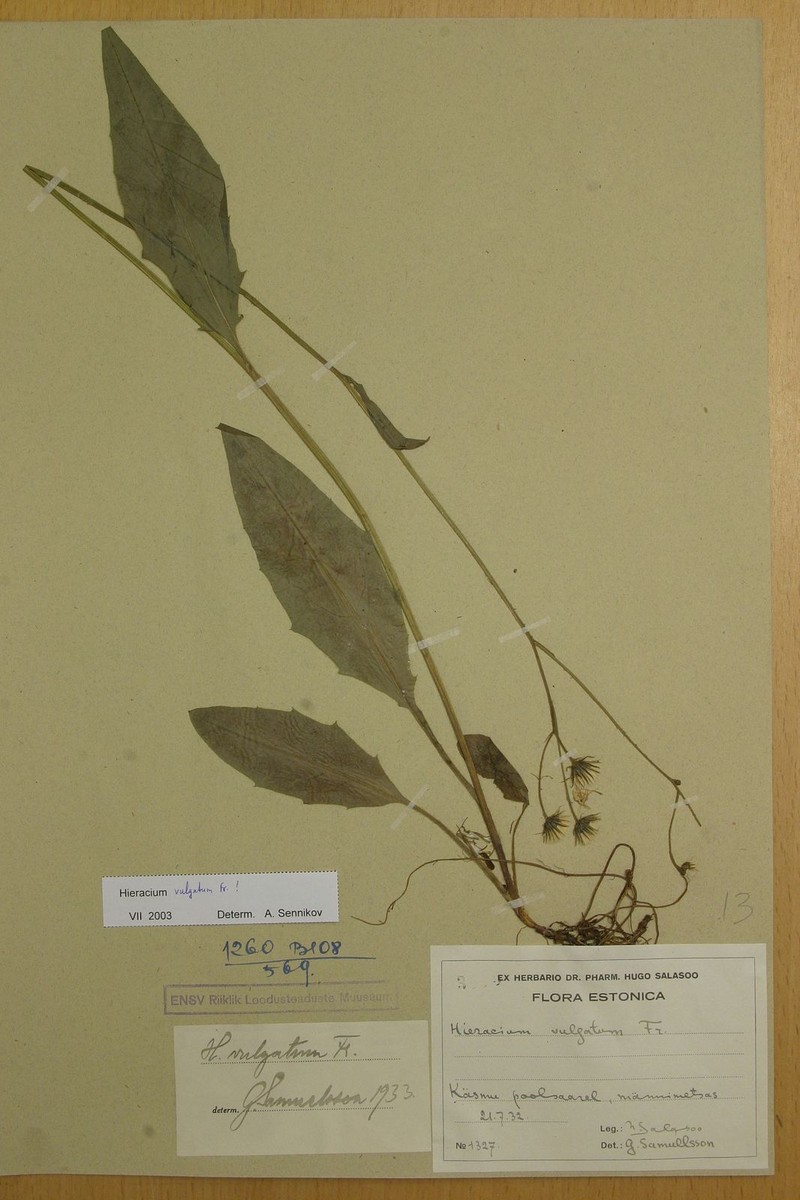 Hieracium pumicatifolium photo 3