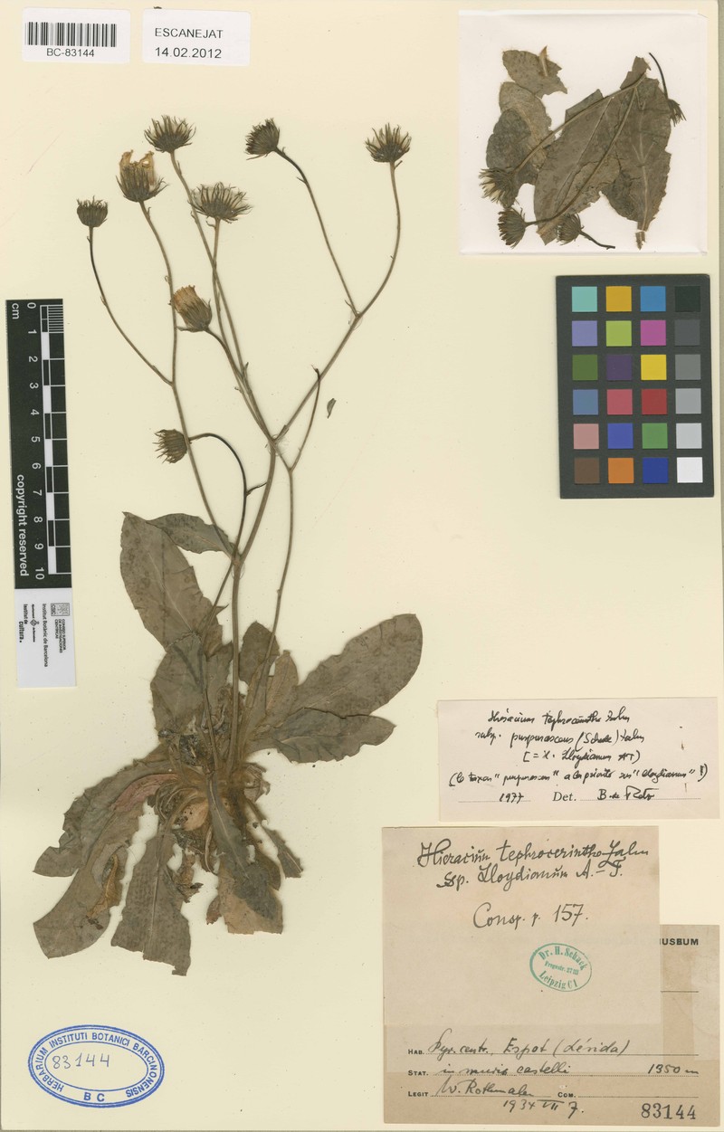 Hieracium purpurascens