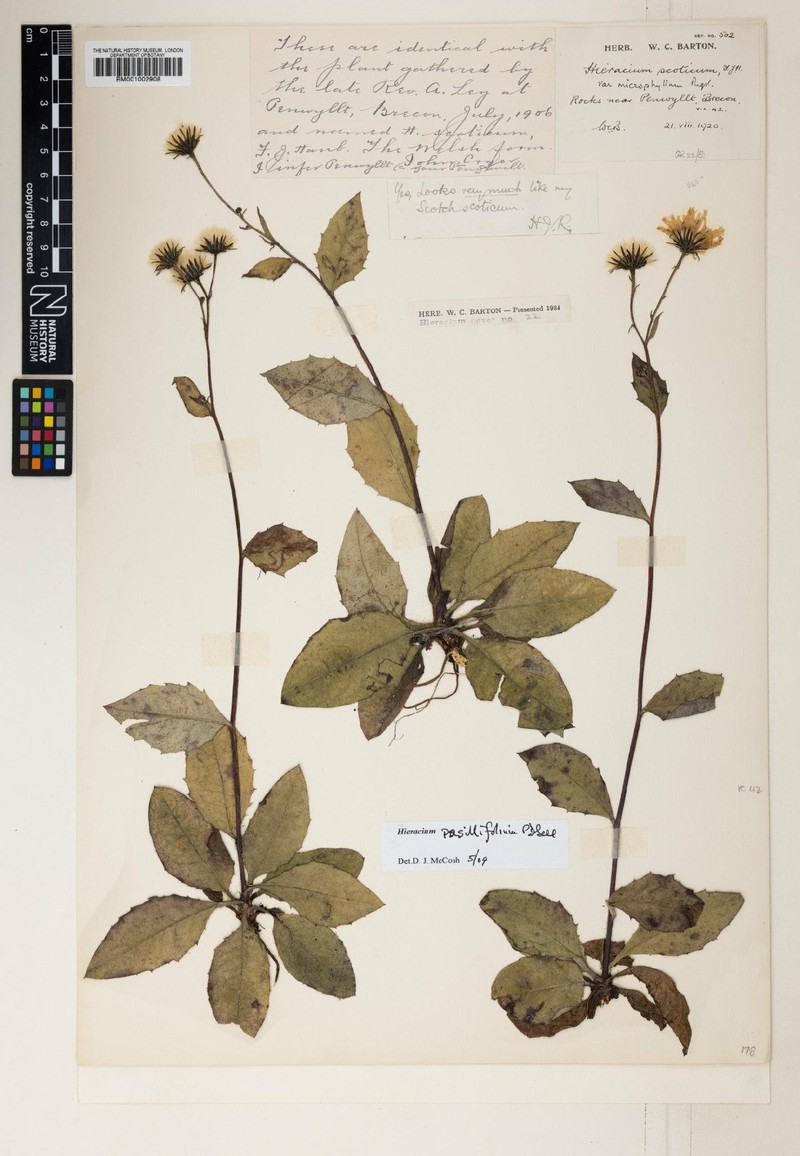 Hieracium pusillifolium
