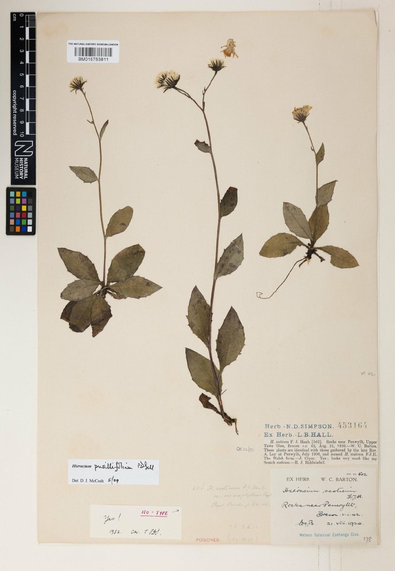 Hieracium pusillifolium photo 2