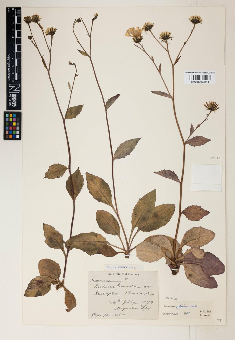 Hieracium pusillifolium photo 3