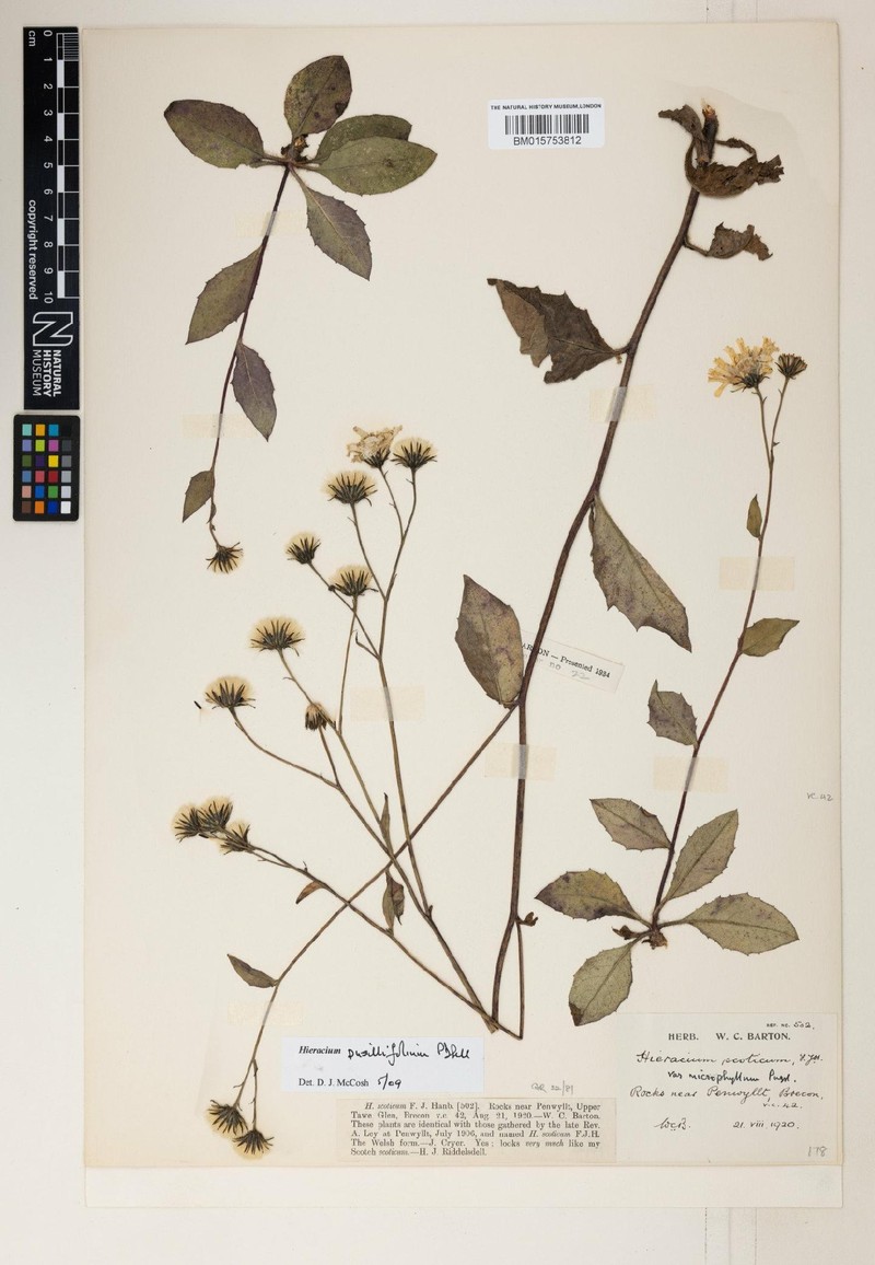 Hieracium pusillifolium photo 4