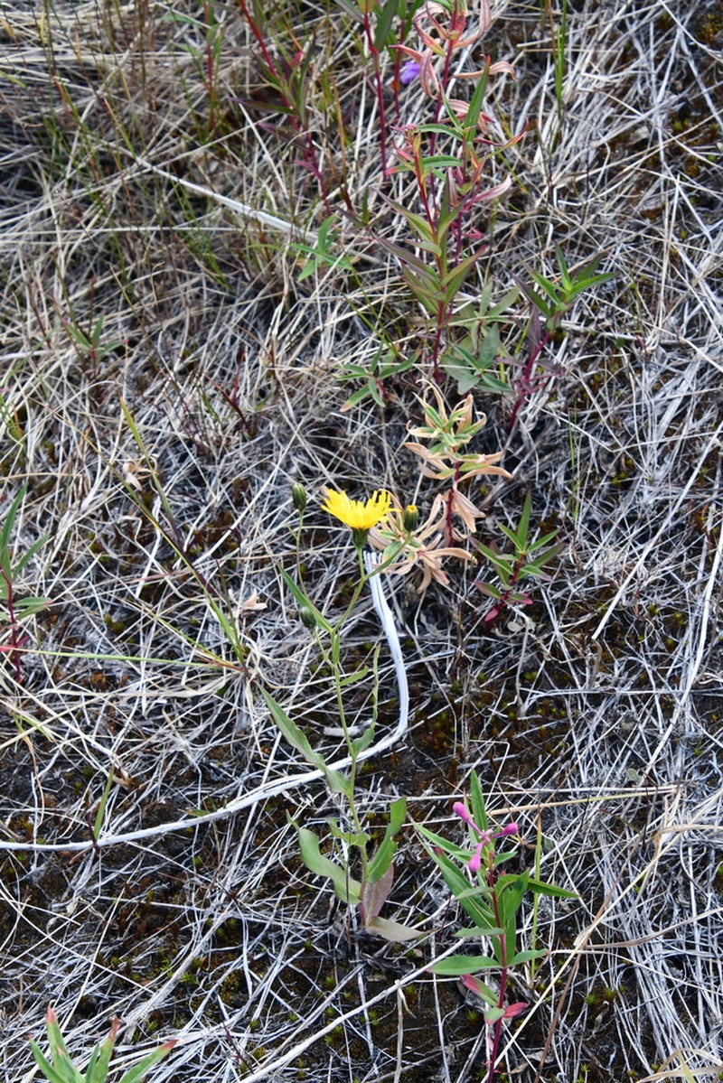 Hieracium putoranicum photo 2