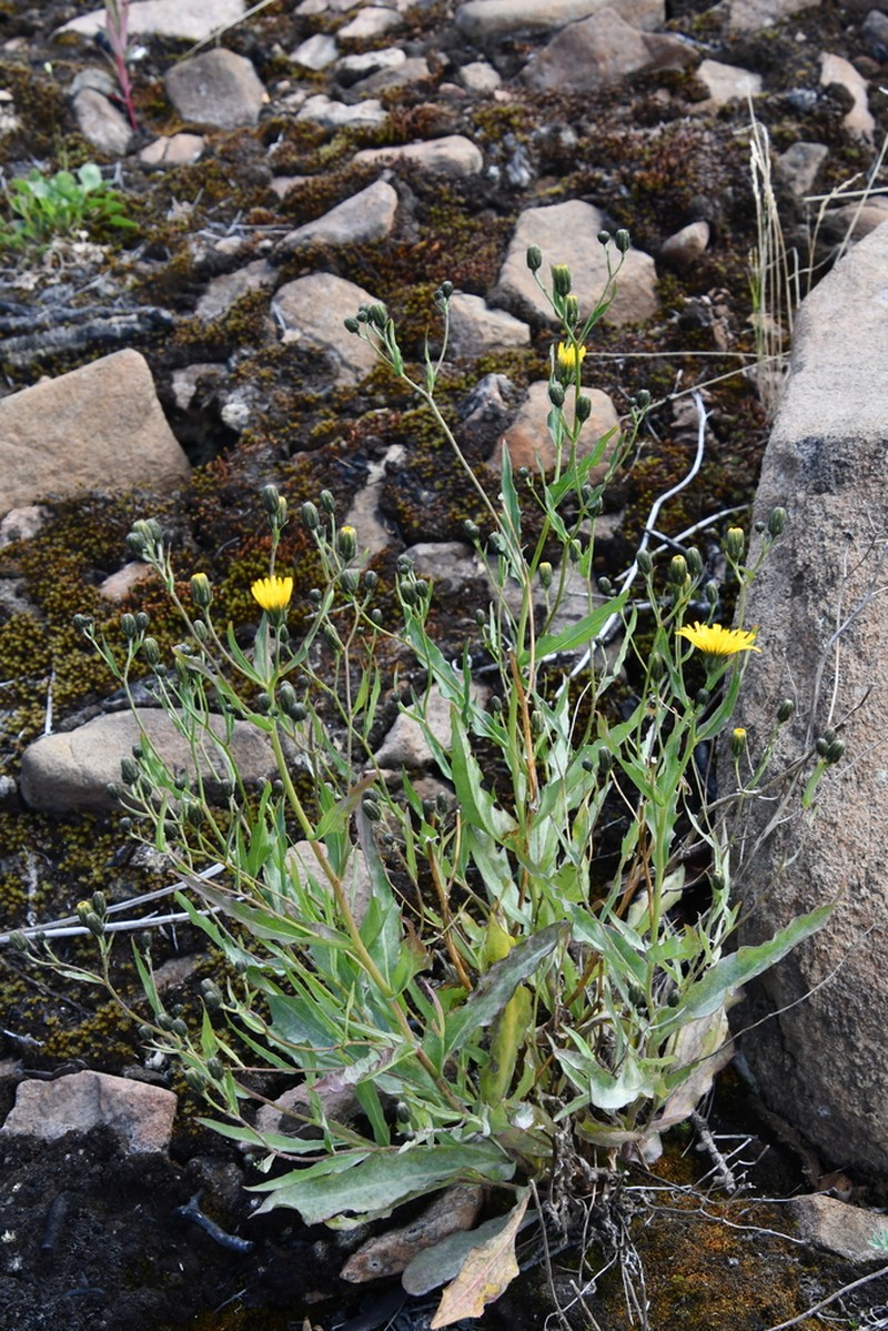 Hieracium putoranicum photo 3
