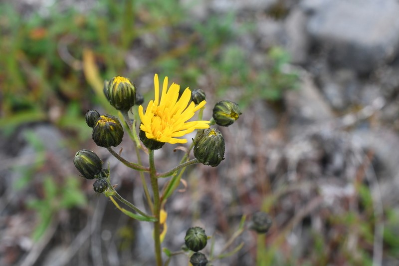 Hieracium putoranicum photo 4