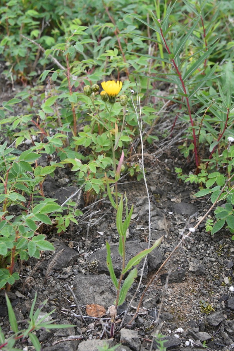 Hieracium putoranicum photo 5