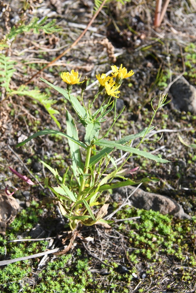 Hieracium putoranicum photo 6