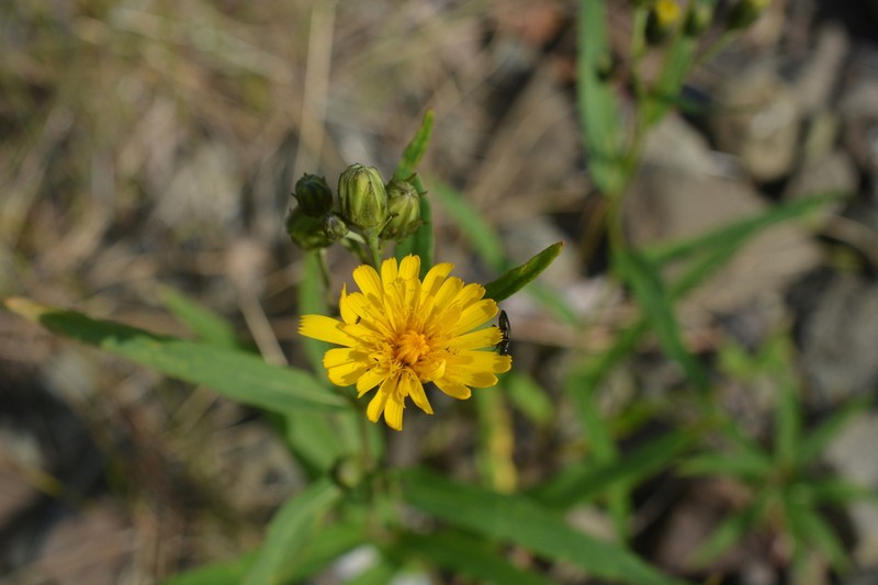 Hieracium putoranicum photo 7