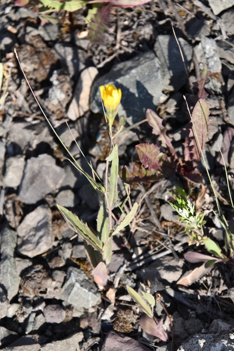 Hieracium putoranicum photo 8