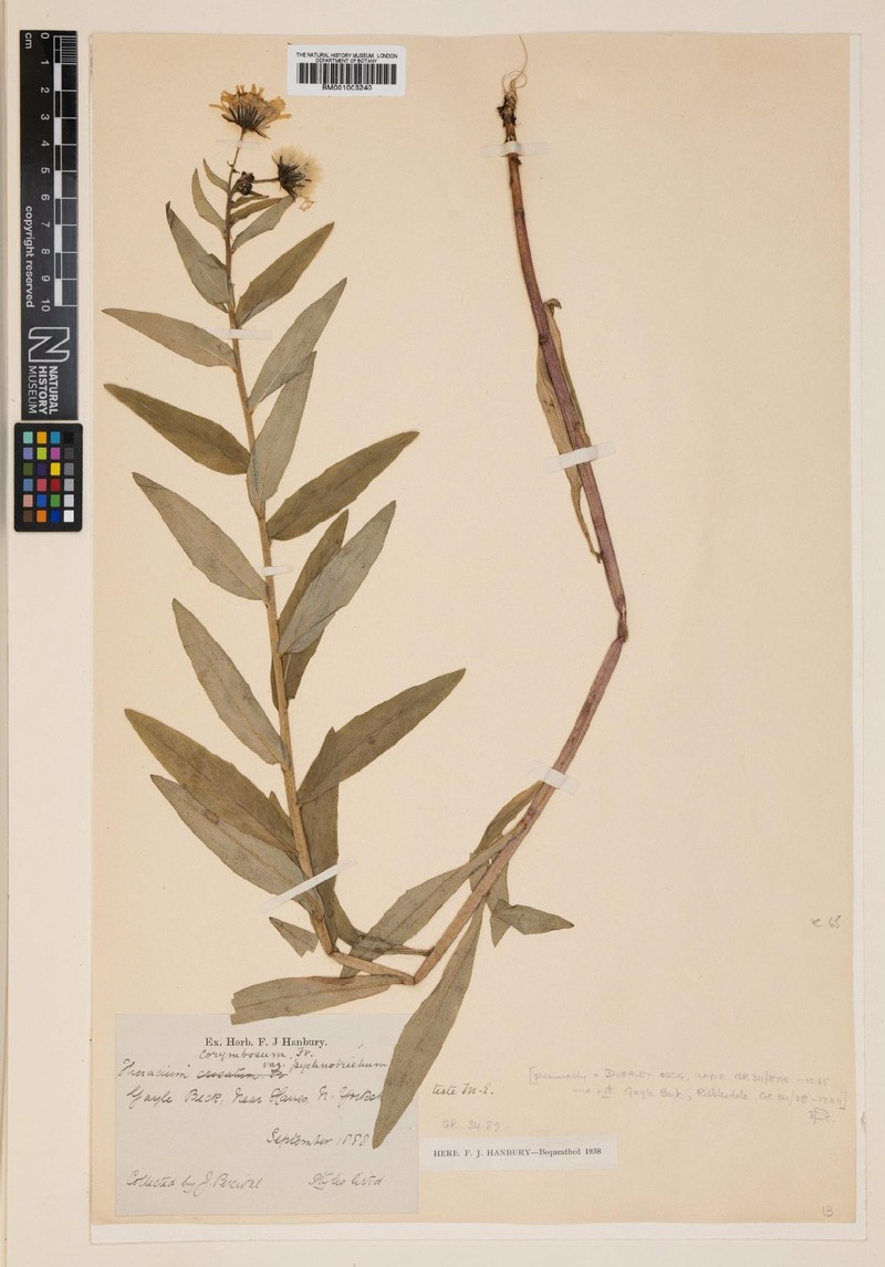 Hieracium pycnotrichum