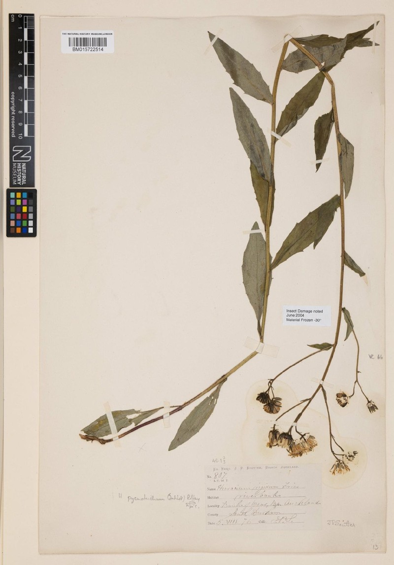 Hieracium pycnotrichum photo 2