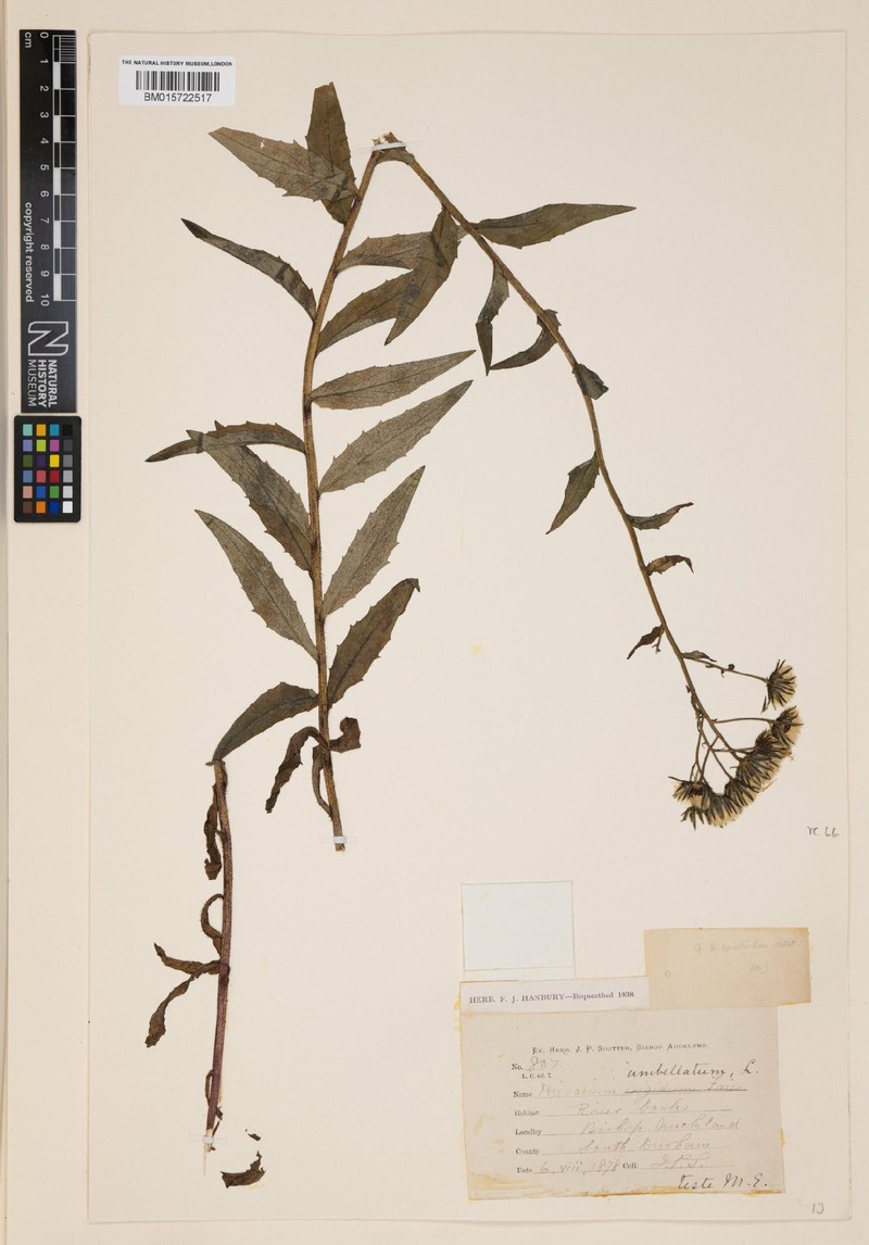 Hieracium pycnotrichum photo 3