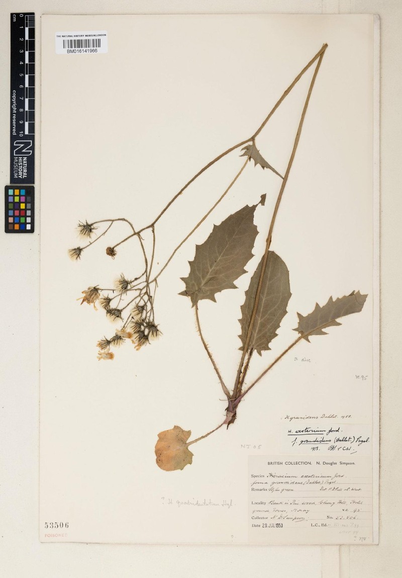 Hieracium quadridentatum