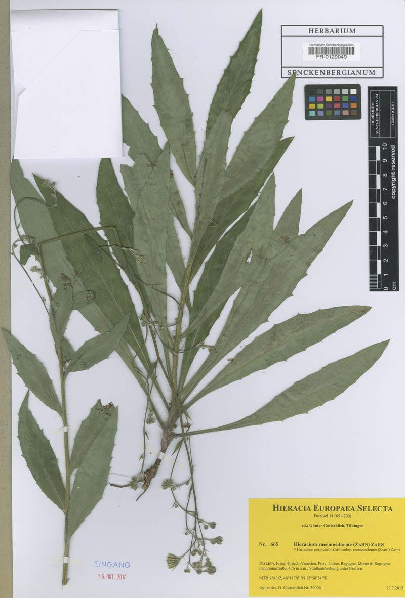 Hieracium racemosiforme