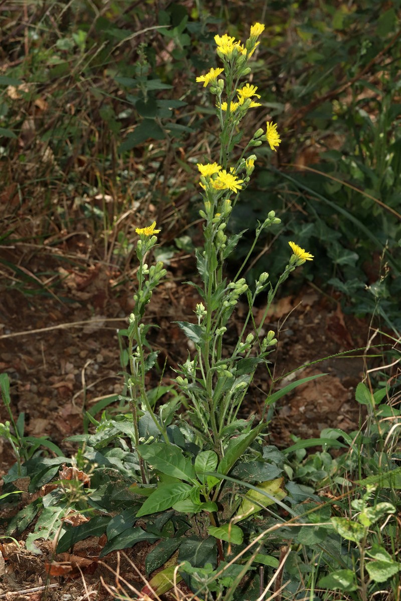 Hieracium racemosum