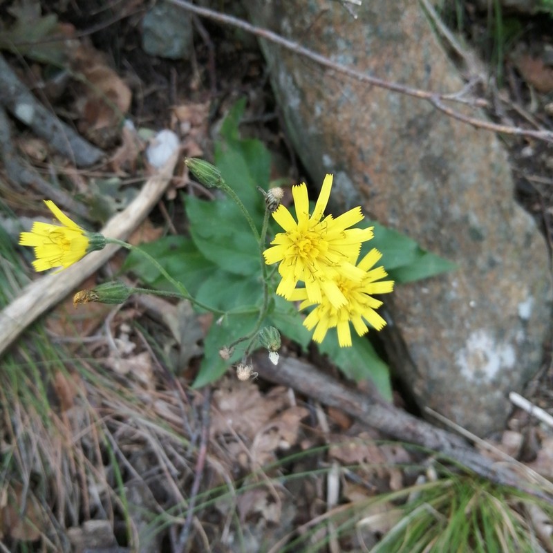 Hieracium racemosum photo 2