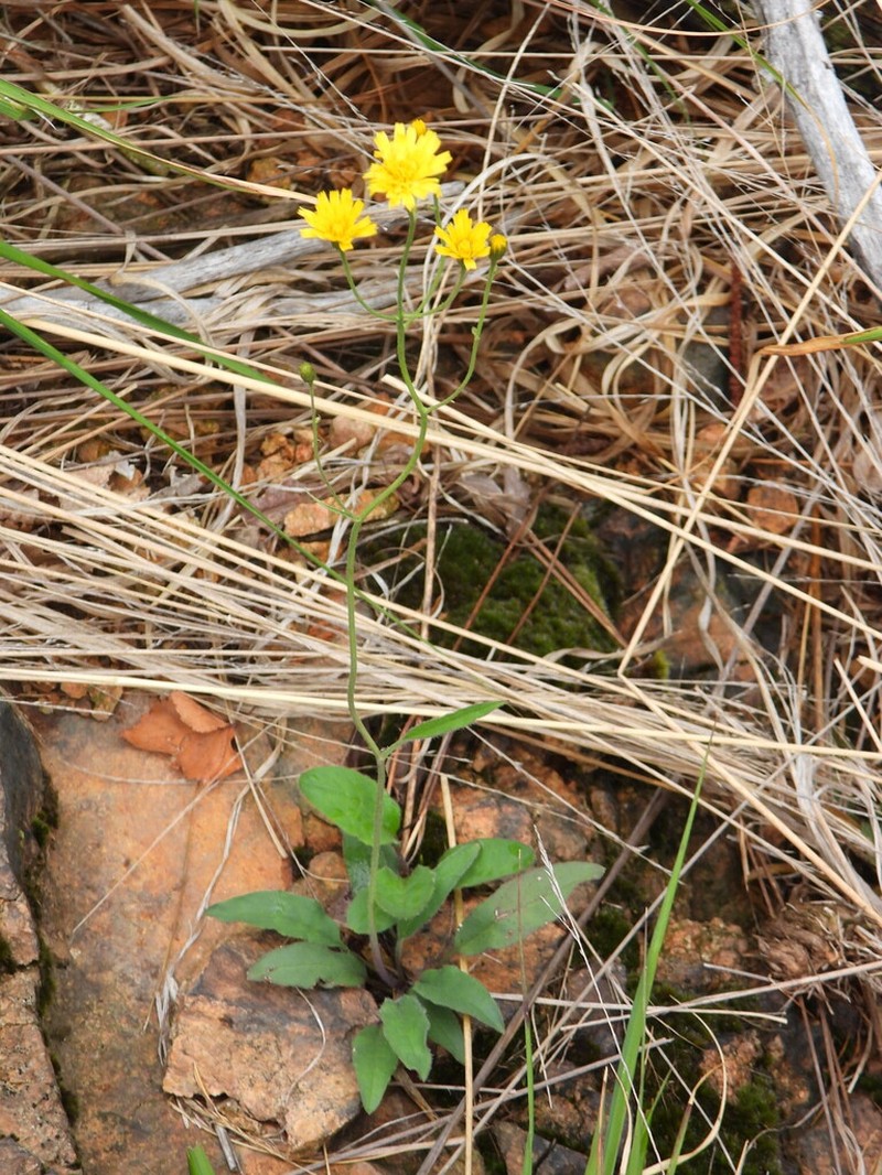 Hieracium racemosum photo 3