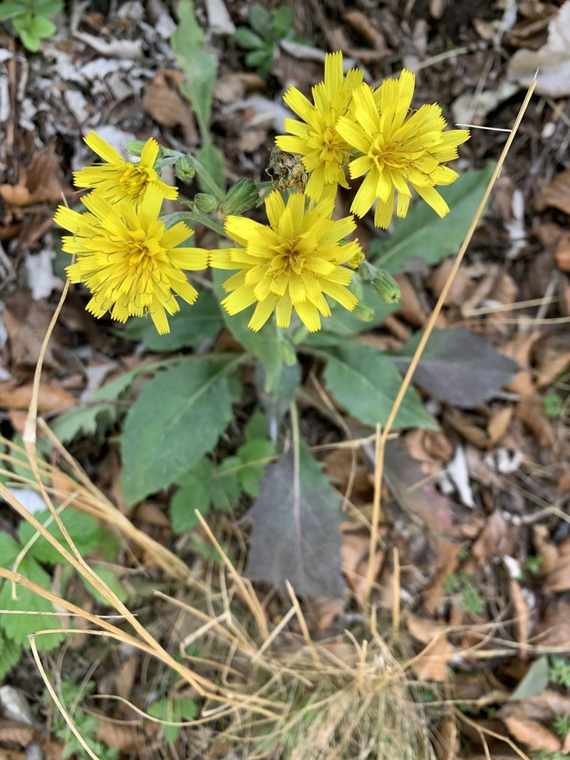 Hieracium racemosum photo 4