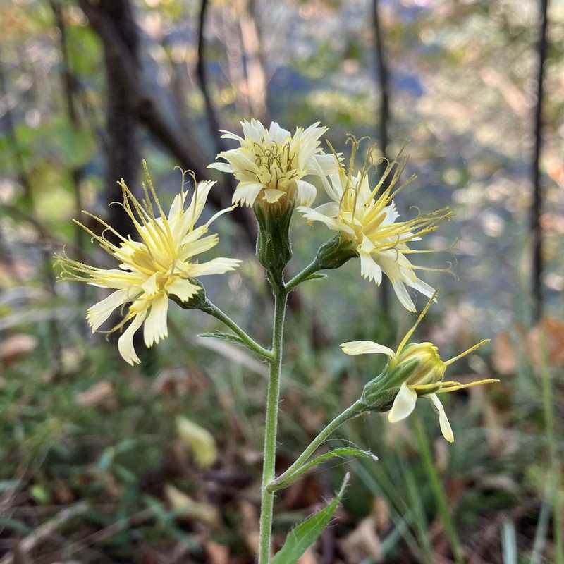 Hieracium racemosum photo 5