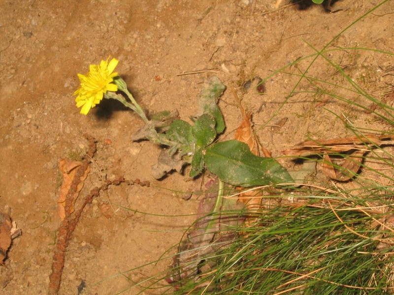 Hieracium racemosum photo 6