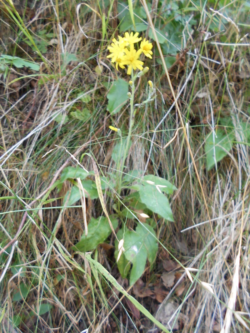 Hieracium racemosum photo 7