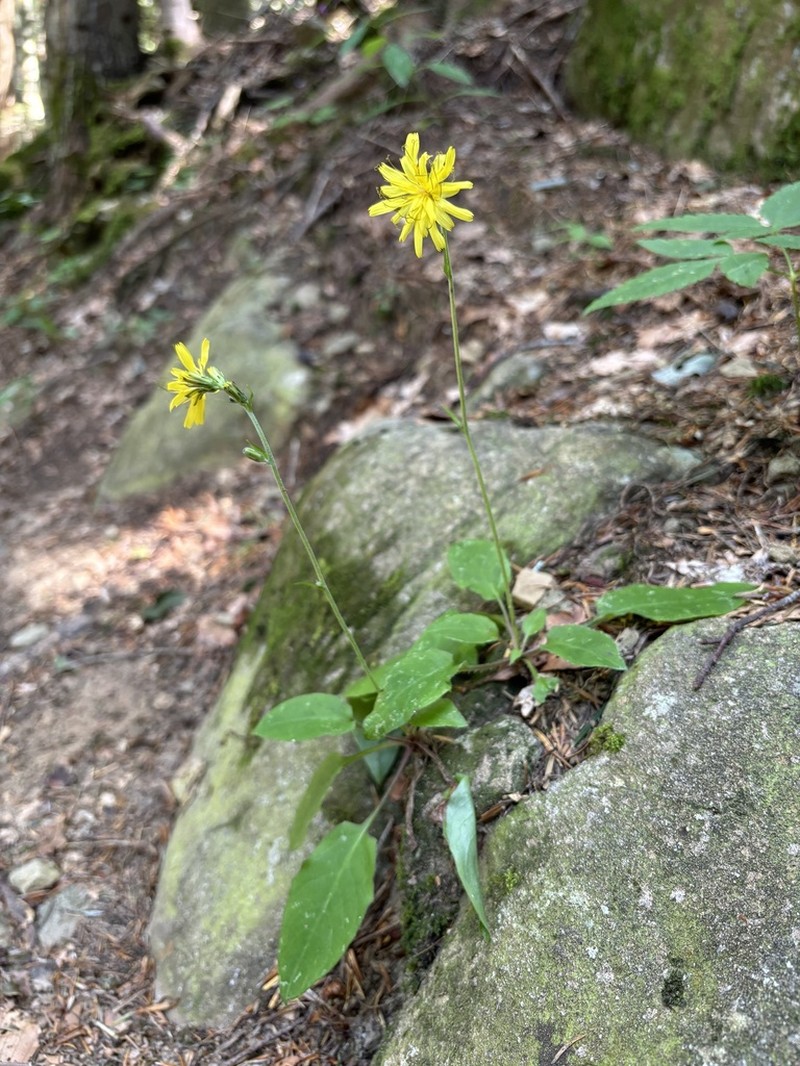 Hieracium racemosum photo 8