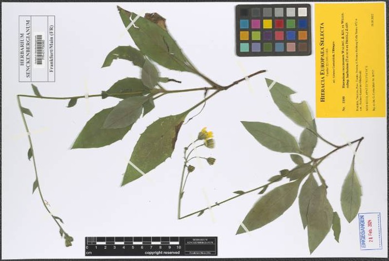 Hieracium racemosum subsp. barbatum