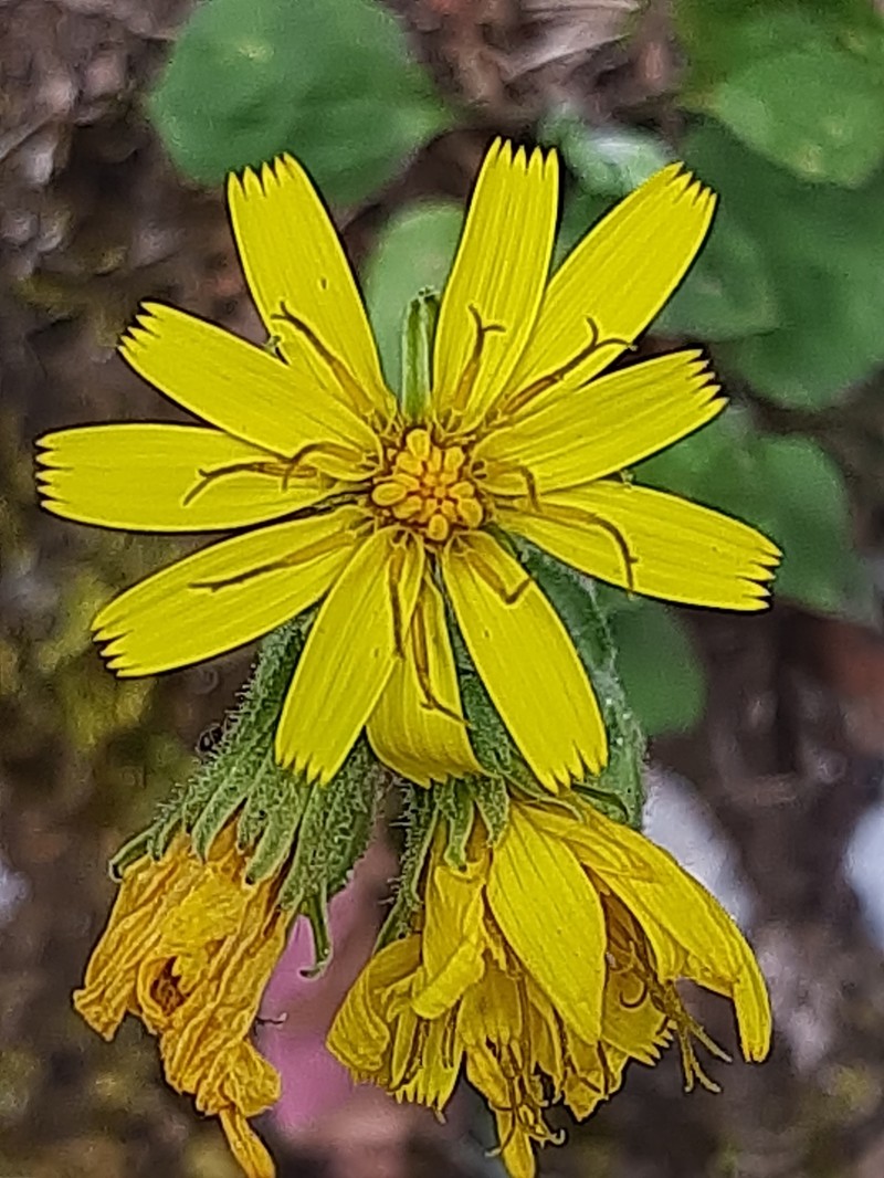 Hieracium racemosum subsp. crinitum