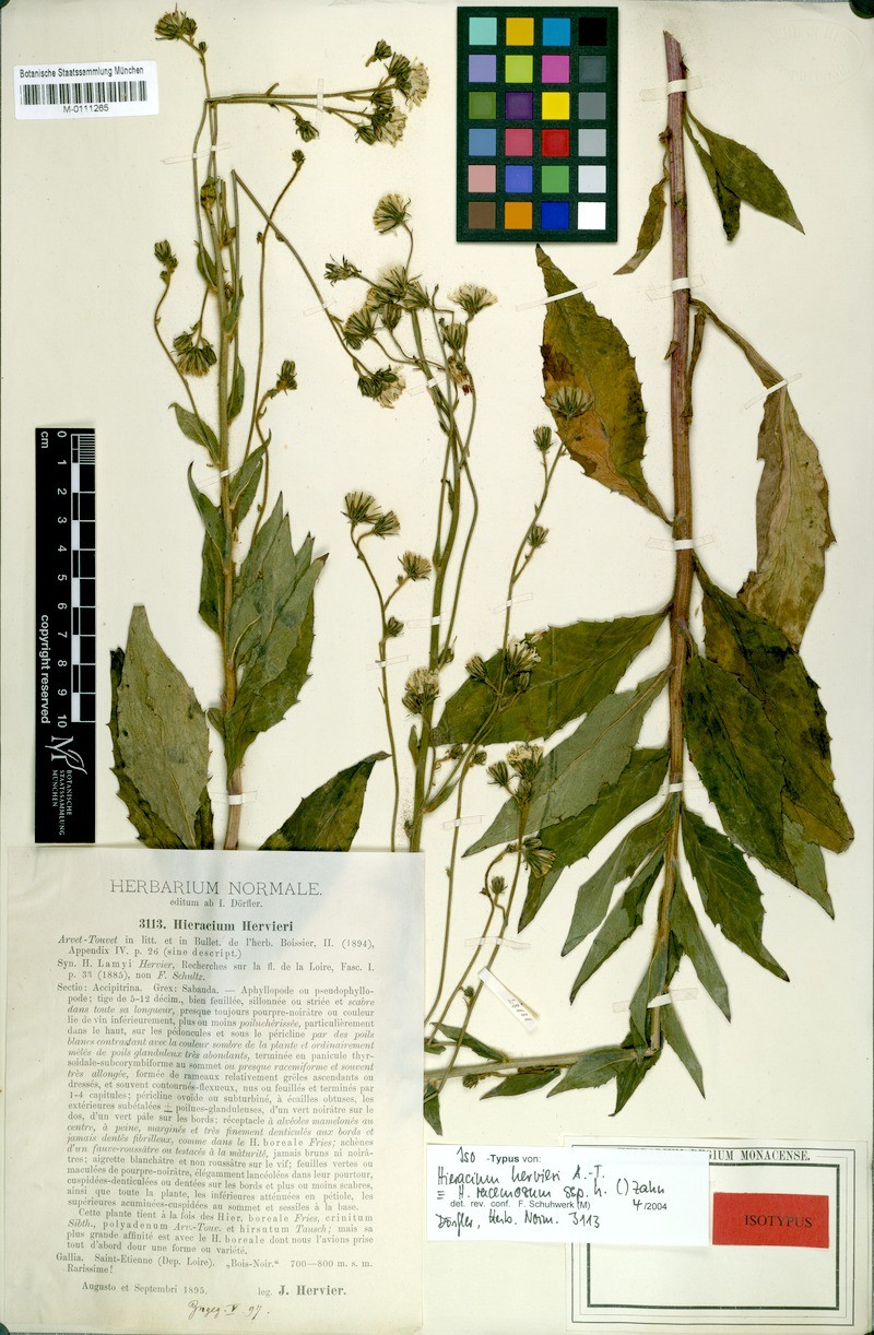 Hieracium racemosum subsp. hervieri