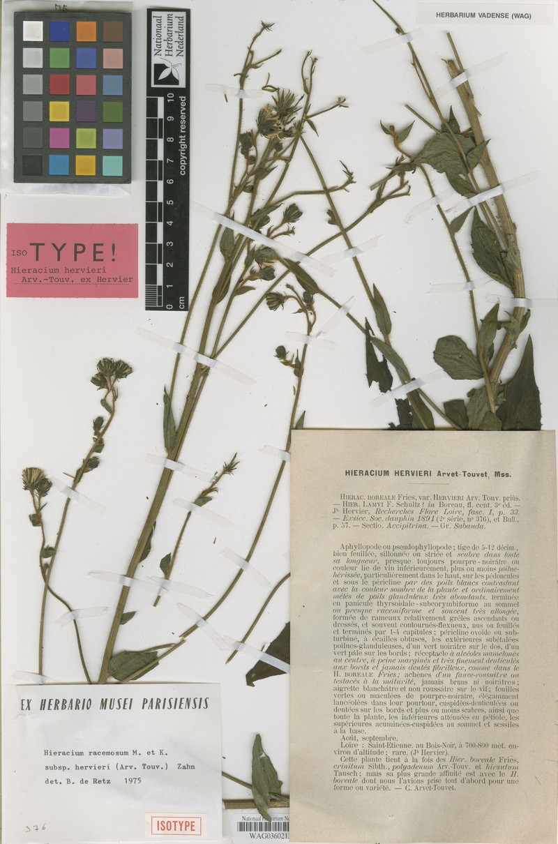 Hieracium racemosum subsp. hervieri photo 2