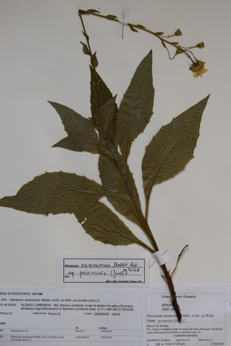 Hieracium racemosum subsp. provinciale