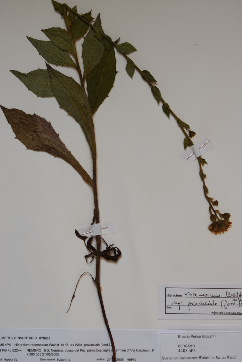 Hieracium racemosum subsp. provinciale photo 2