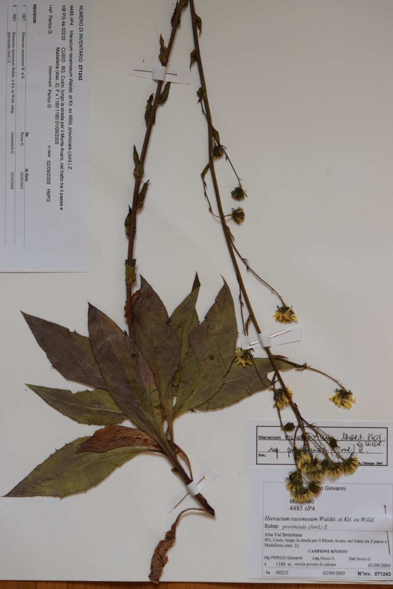 Hieracium racemosum subsp. provinciale photo 3