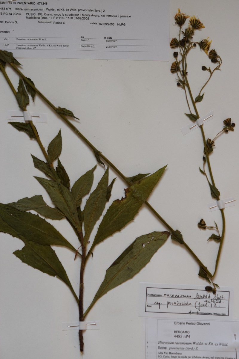 Hieracium racemosum subsp. provinciale photo 4