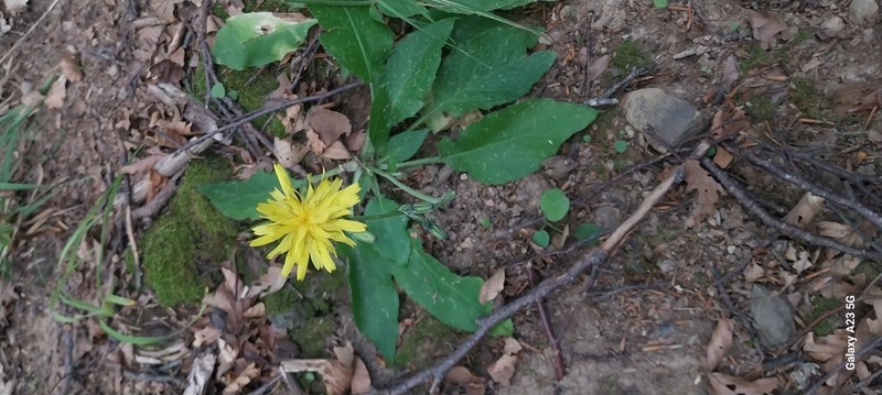 Hieracium racemosum subsp. virgaurea photo 2