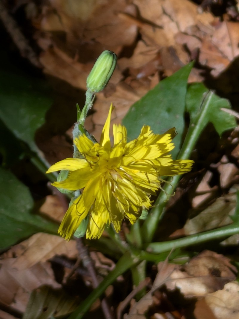 Hieracium racemosum subsp. virgaurea photo 3