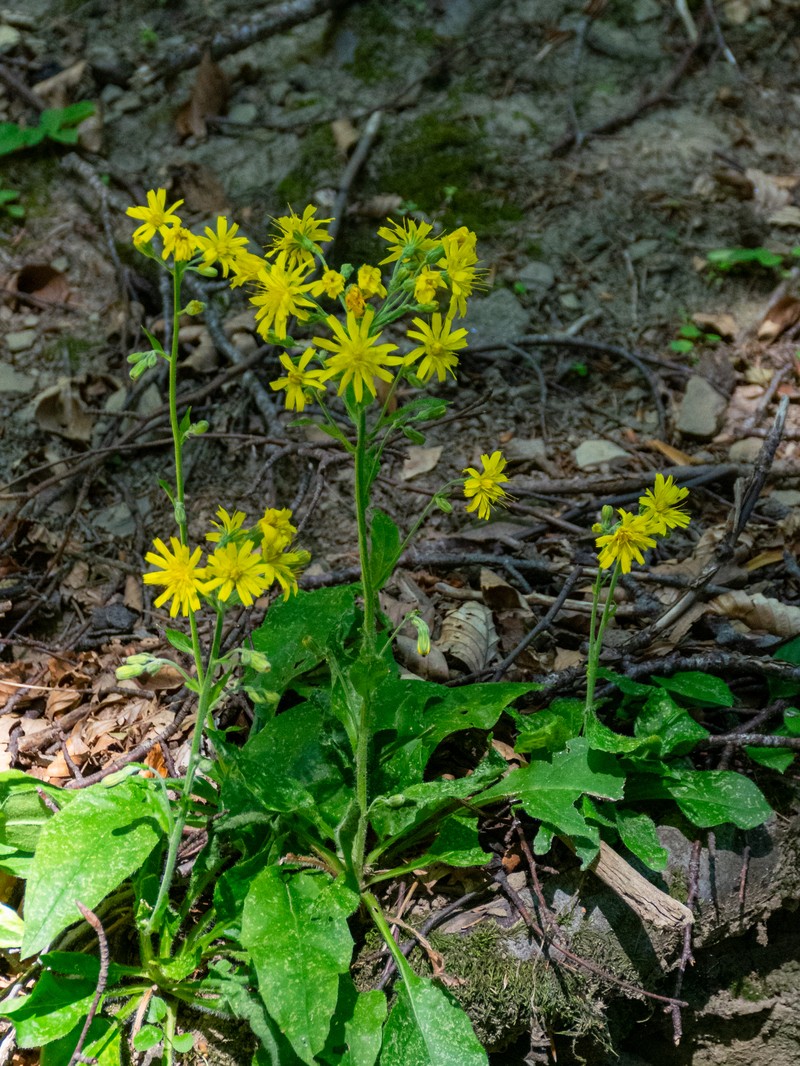 Hieracium racemosum subsp. virgaurea photo 4
