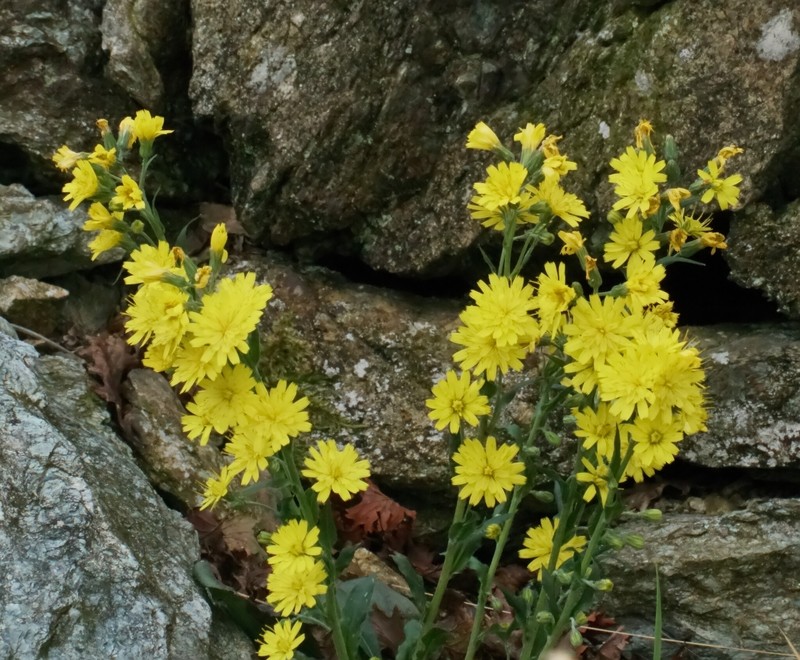 Hieracium racemosum subsp. virgaurea photo 5
