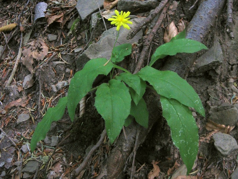 Hieracium racemosum subsp. virgaurea