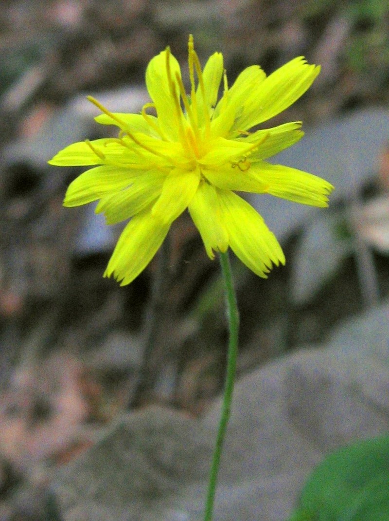 Hieracium racemosum subsp. virgaurea photo 6