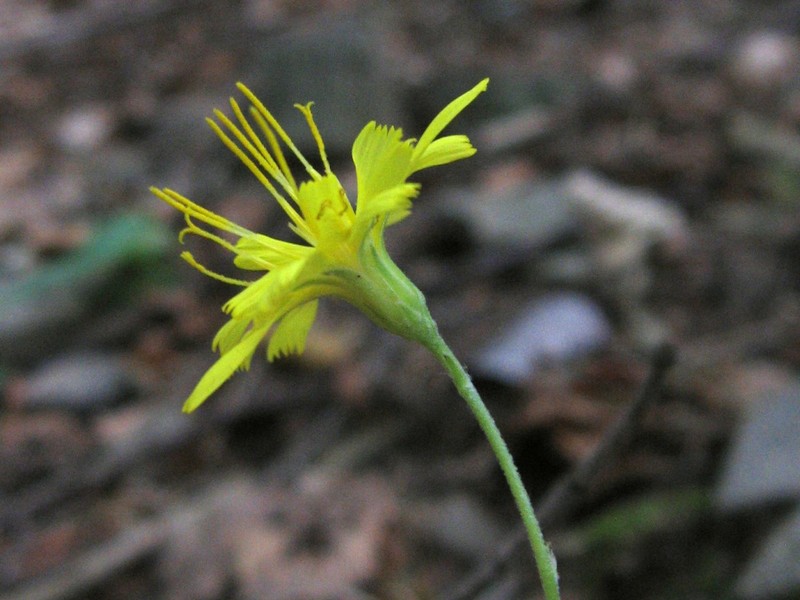 Hieracium racemosum subsp. virgaurea photo 7