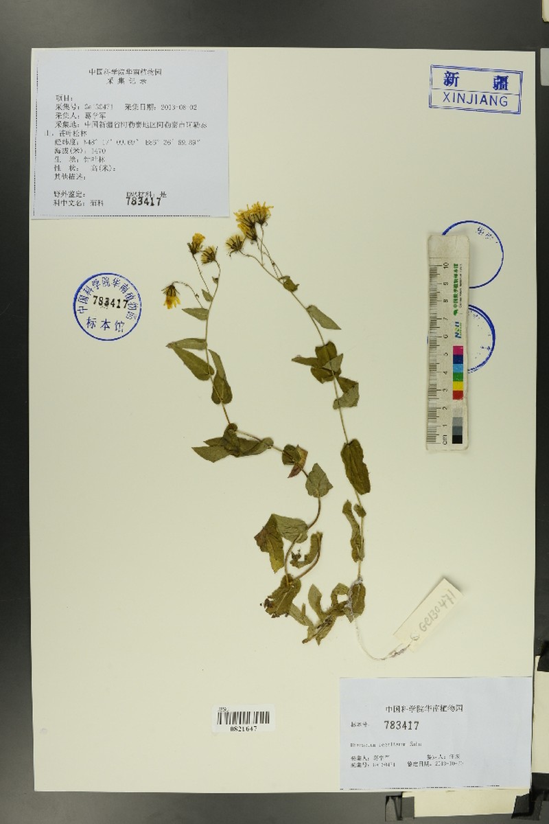 Hieracium raddeanum