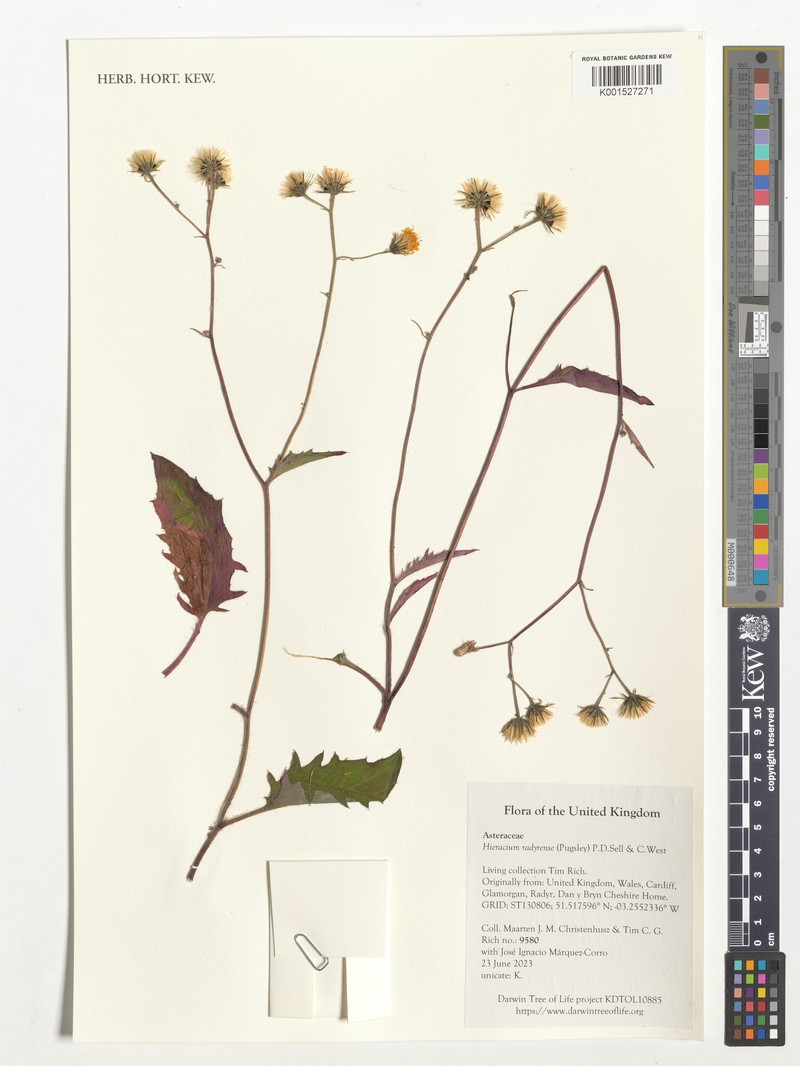Hieracium radyrense photo 2