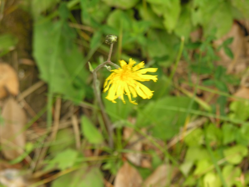 Hieracium radyrense